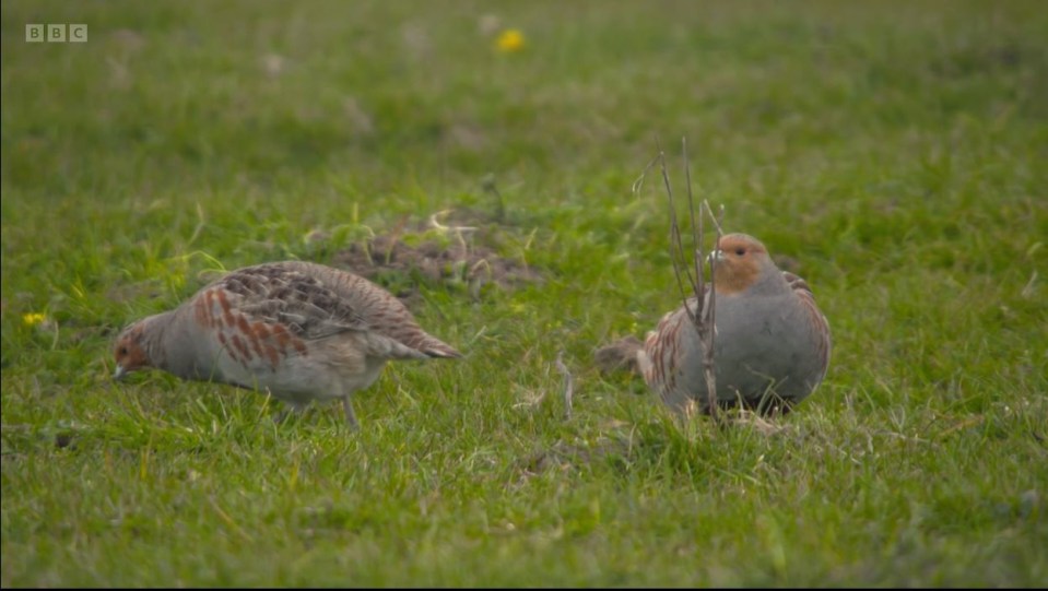 Richard Taylor-Jones was amazed by scenes of two grey partridges mating