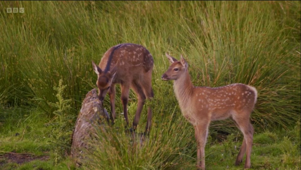 The presenter found the fawns but not before seeing a stag mount a female deer