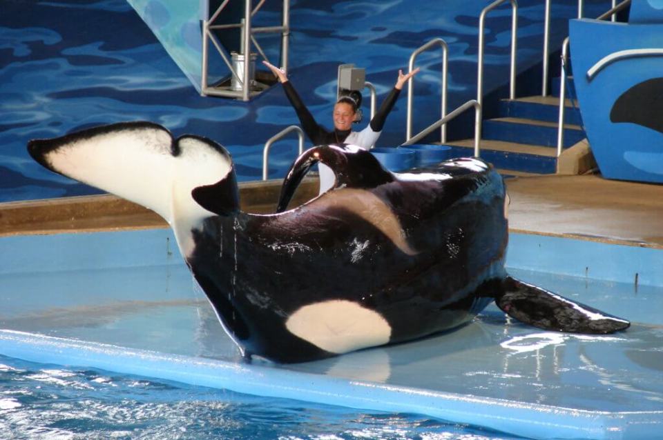 SeaWorld has since ended such performances involving humans and orcas