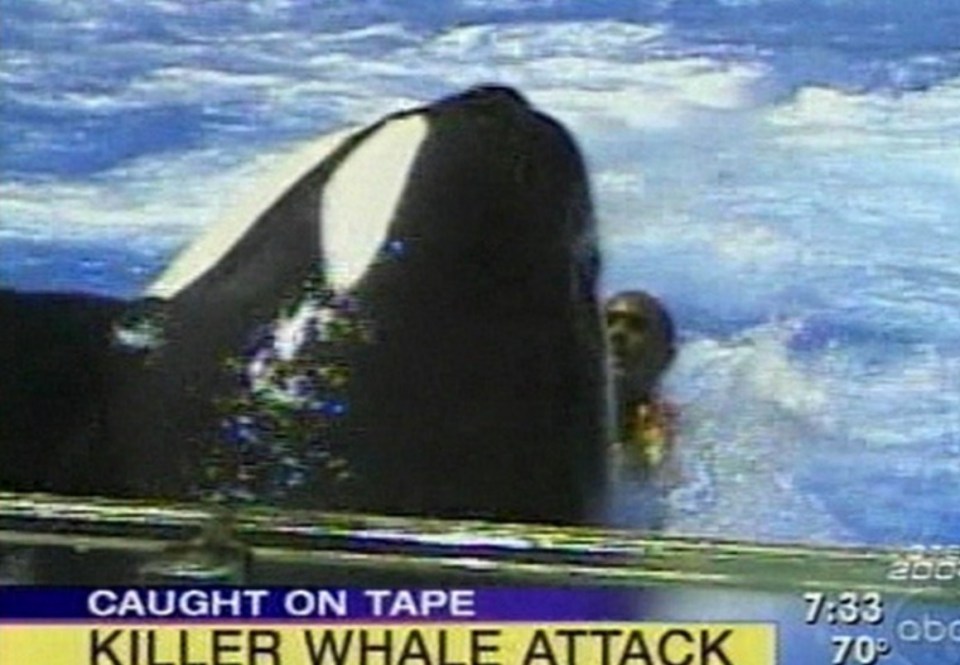 The horror moment Kyuquot the killer whale attacks trainer Steve Aibel