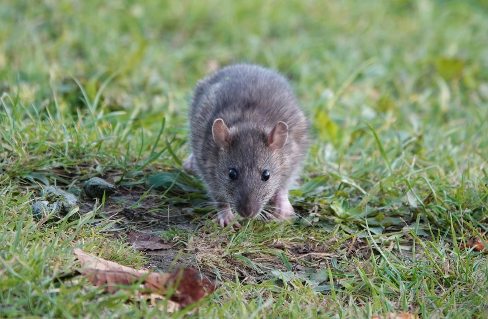 Here are four simple, cheap and effective tips to banish rats from your garden, for good