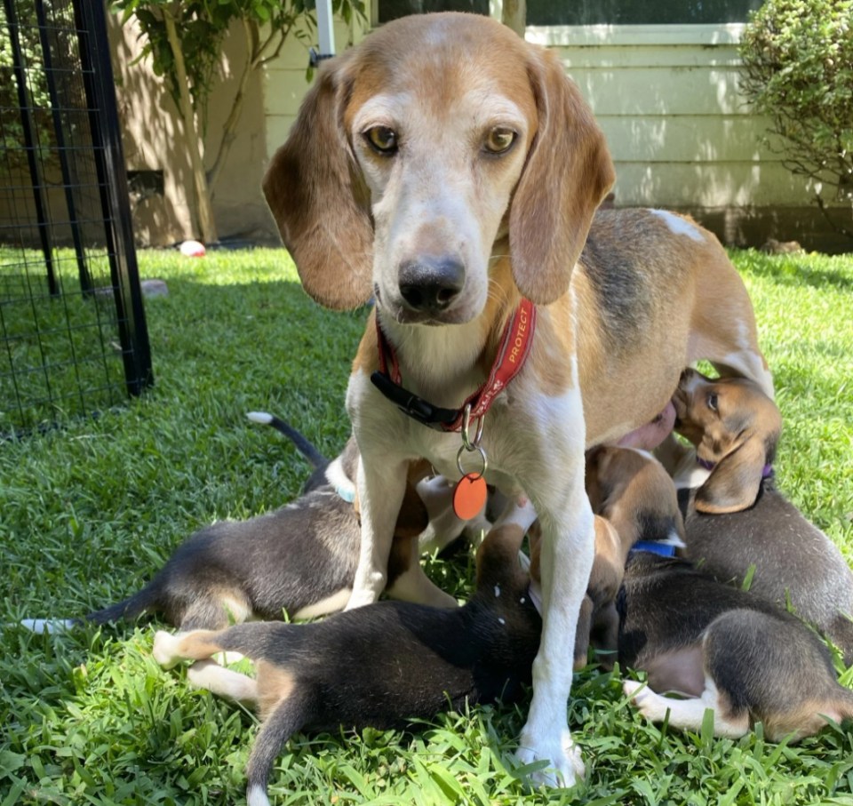 Mamma Mia was saved from a life of breeding and is now living with the Duke and Duchess of Sussex in Montecito, California