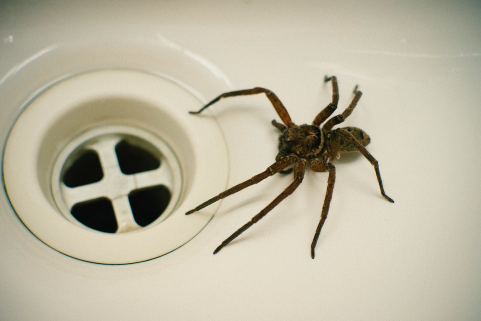 Spiders have a liquid diet