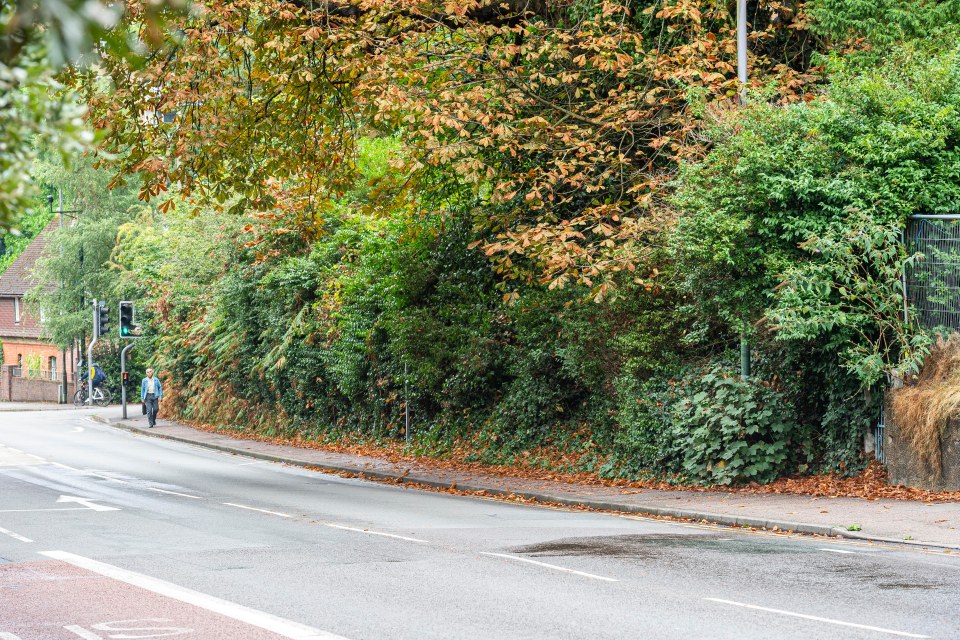 The bush severely overhands the road