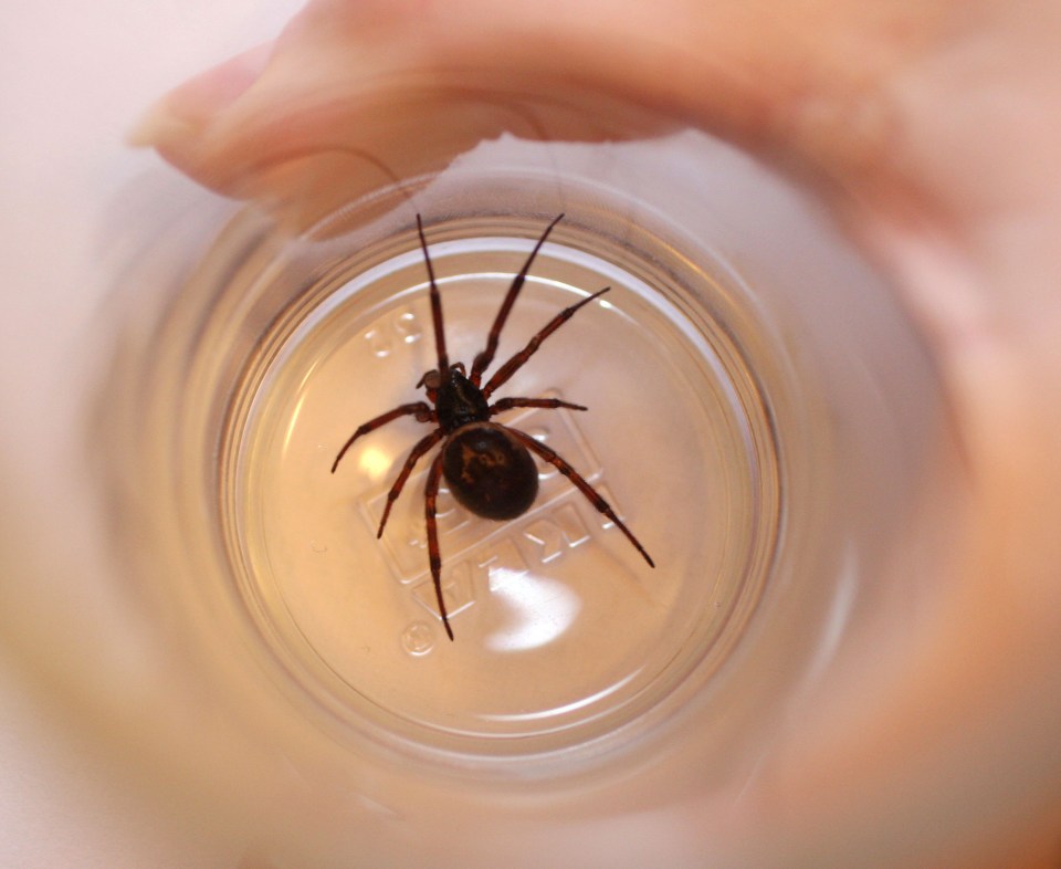 False widows — related to deadly black widows — are the most venomous spiders in the UK