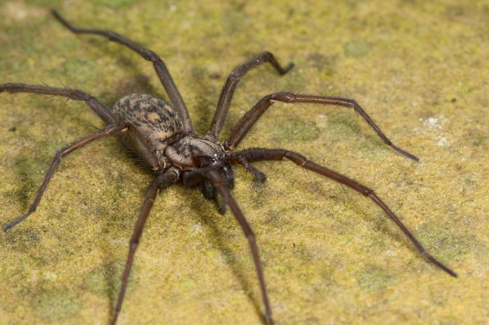 A number of TikTok videos have shown larger than average house spiders