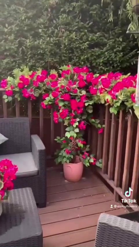 Denise's garden decking had been decorated with beautiful blooms