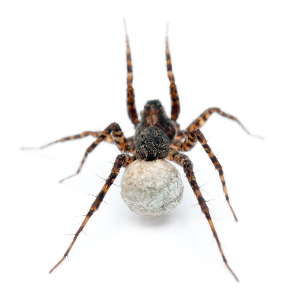 Spiders can lay up to 150 to 300 eggs at once