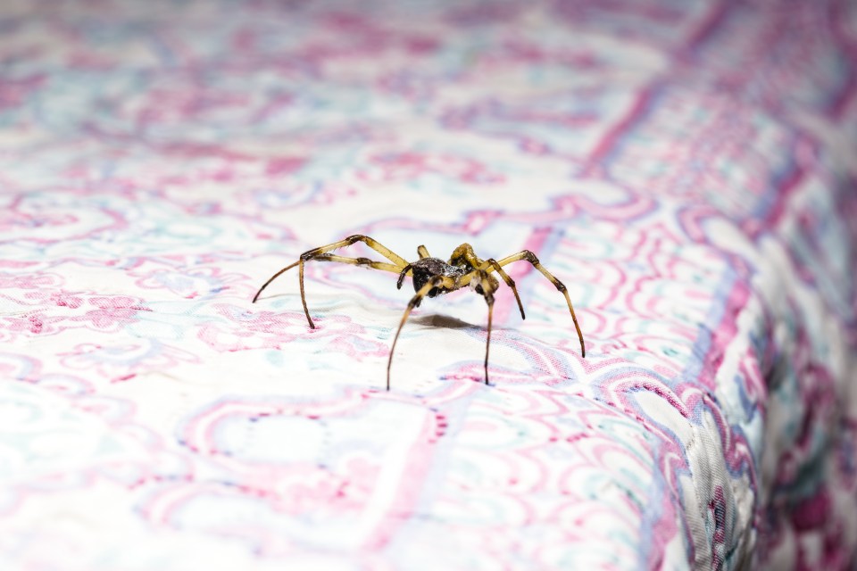 Cleaning is one of the most effective ways how to keep spiders away