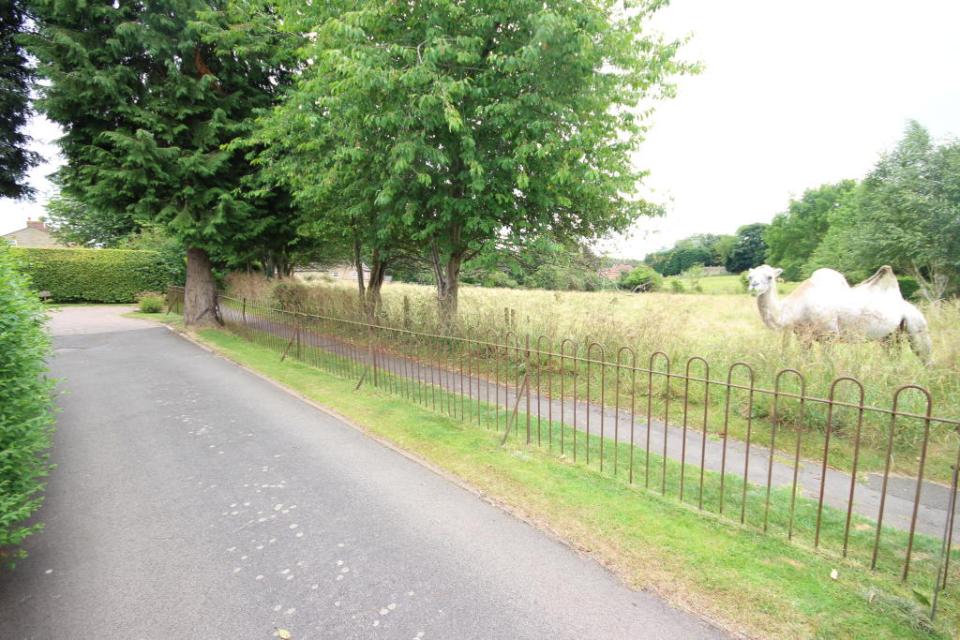 An online snap used to advertise a home only featured a camel