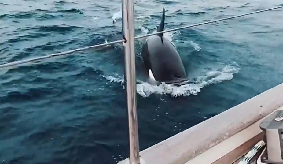 The crew were sailing in the Atlantic Ocean when they found their yacht surrounded by the orcas