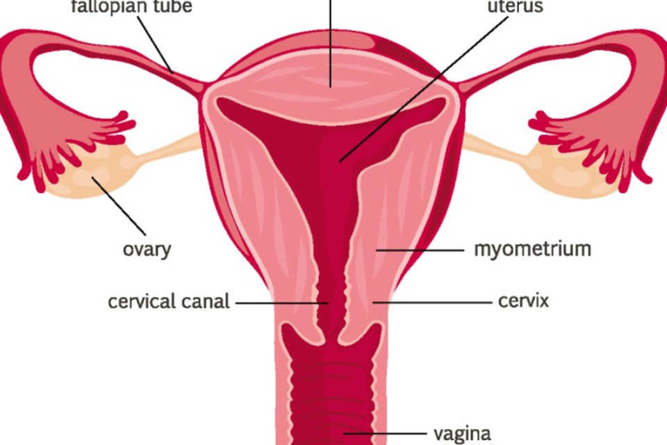 The cup got stuck in Nicole's uterus (womb), which is through the vagina and cervix