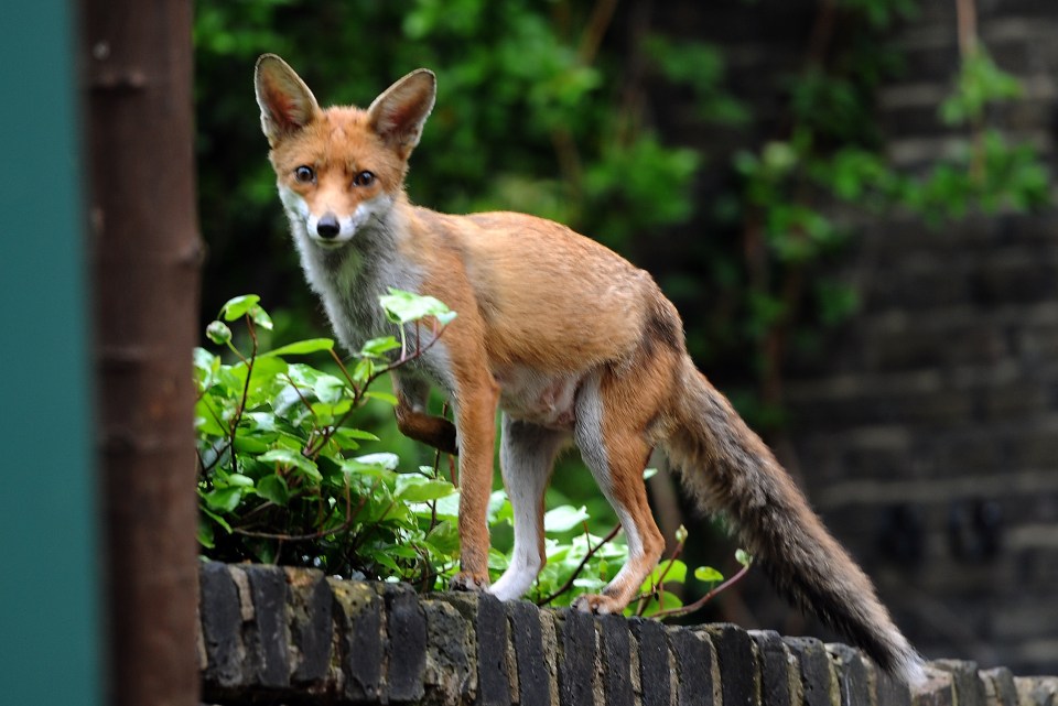 A gardening expert has shared his simple 70p hack to stock foxes entering your garden