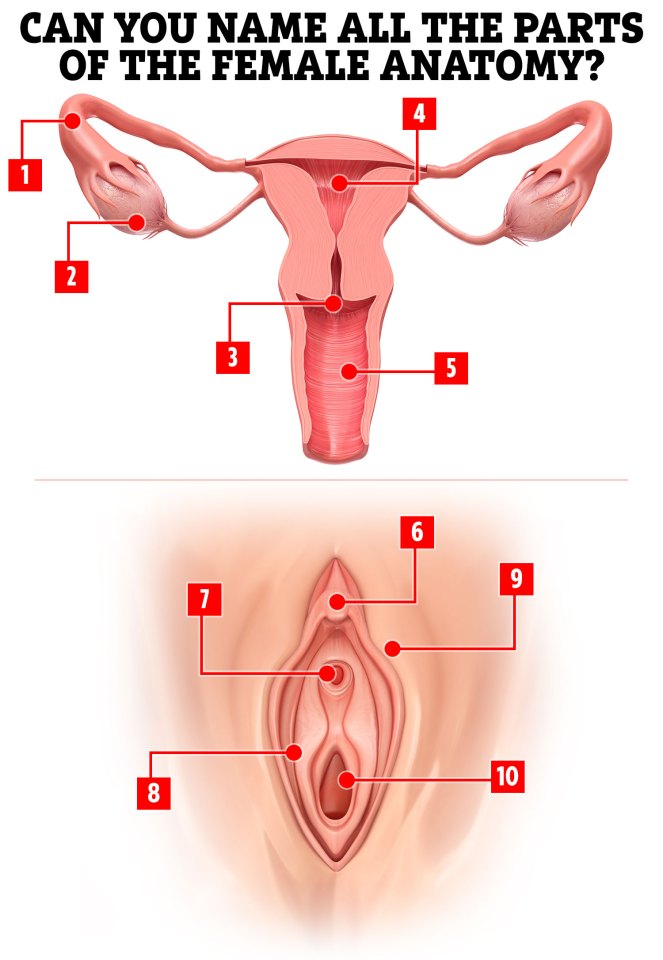 Less than half of all adults can label all of the gynaecological organs correctly. How many can you name? (Answers below)