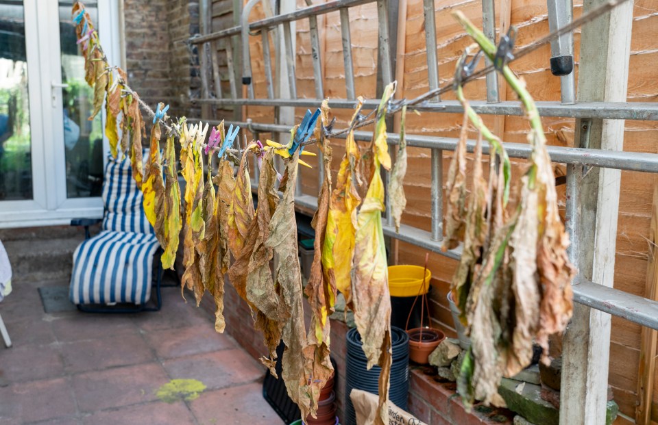 Tobacco leaves are seen drying outside his home