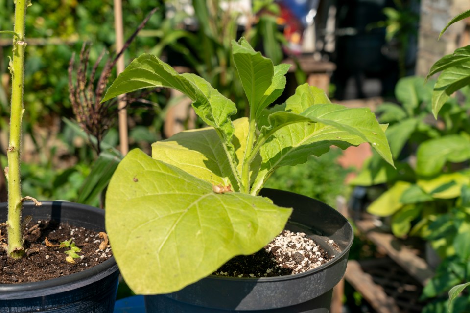 The tobacco plants grow in pots outside in the sunshine