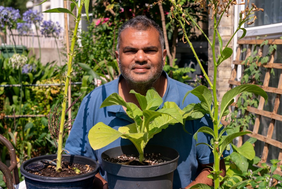 Azad with his tobacco plants from in his SE London home