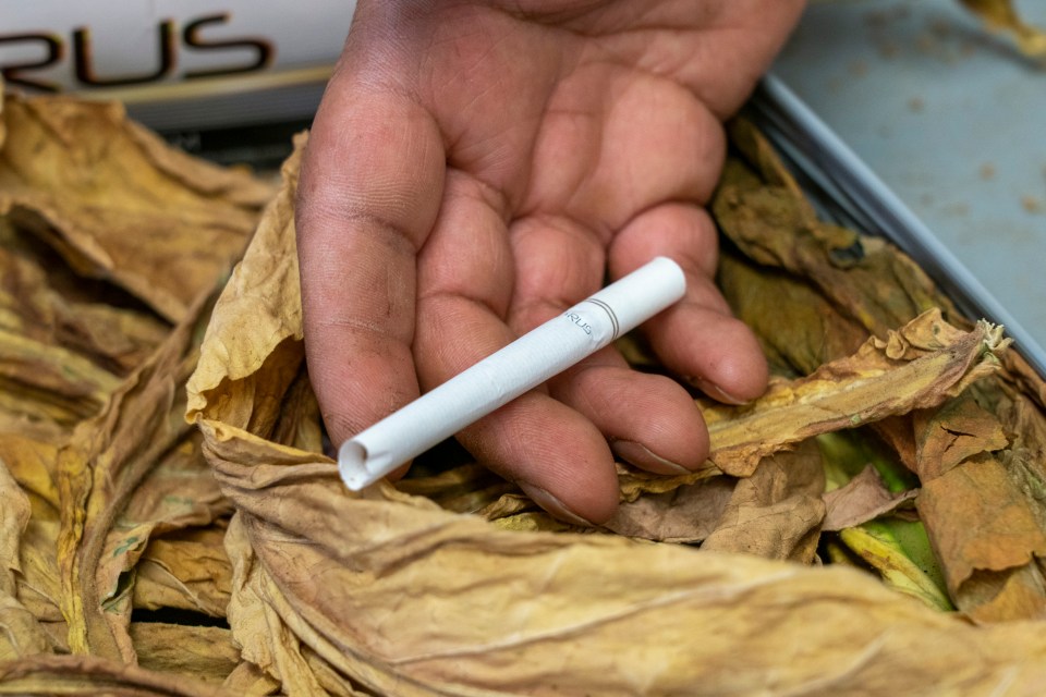 The keen smoker uses the tobacco to make cigarettes