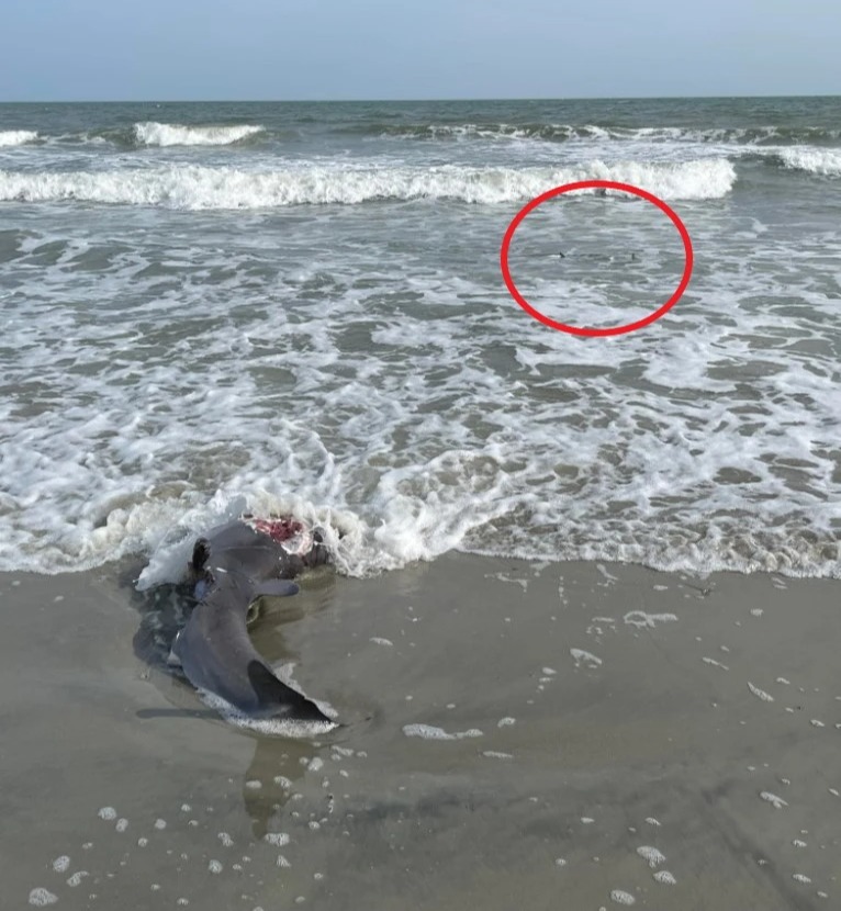 A smaller shark can be seen prowling for leftovers at the beach in South Carolina