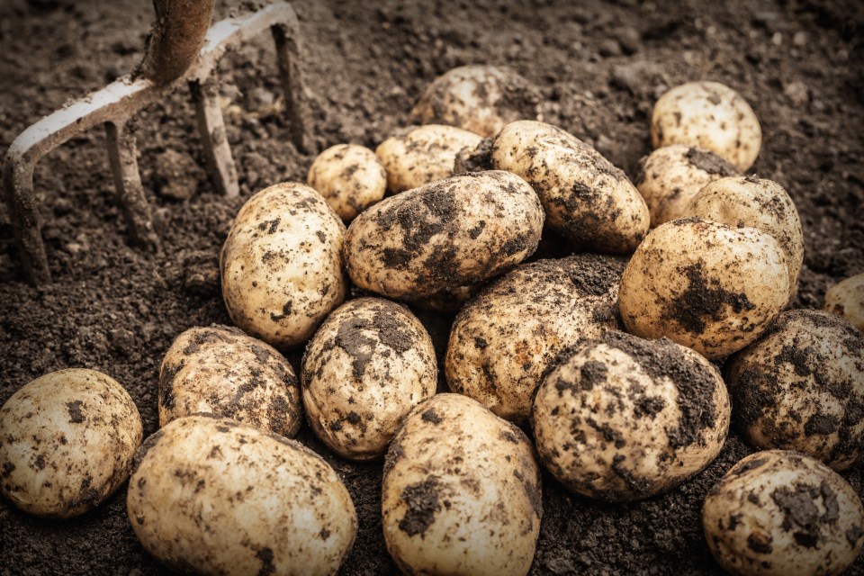 Suppliers said the main potato crop has wilted in the heatwave this summer