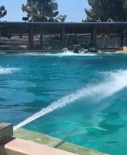 A SeaWorld visitor filmed a recent brawl between two of the majestic creatures at the California marine attraction