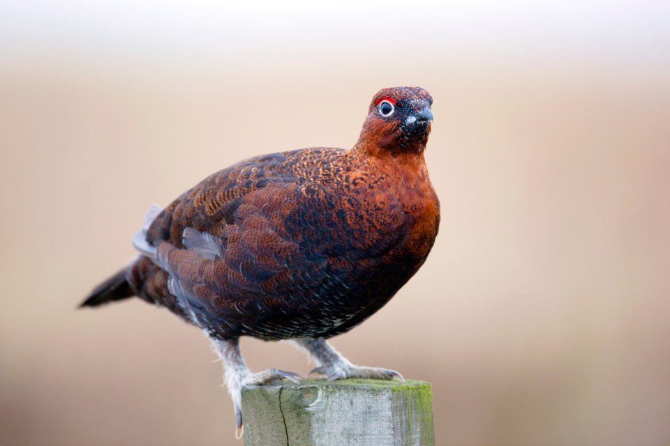 Lee Moon, of the HSA, said: 'Grouse shooting is still legal but completely immoral'