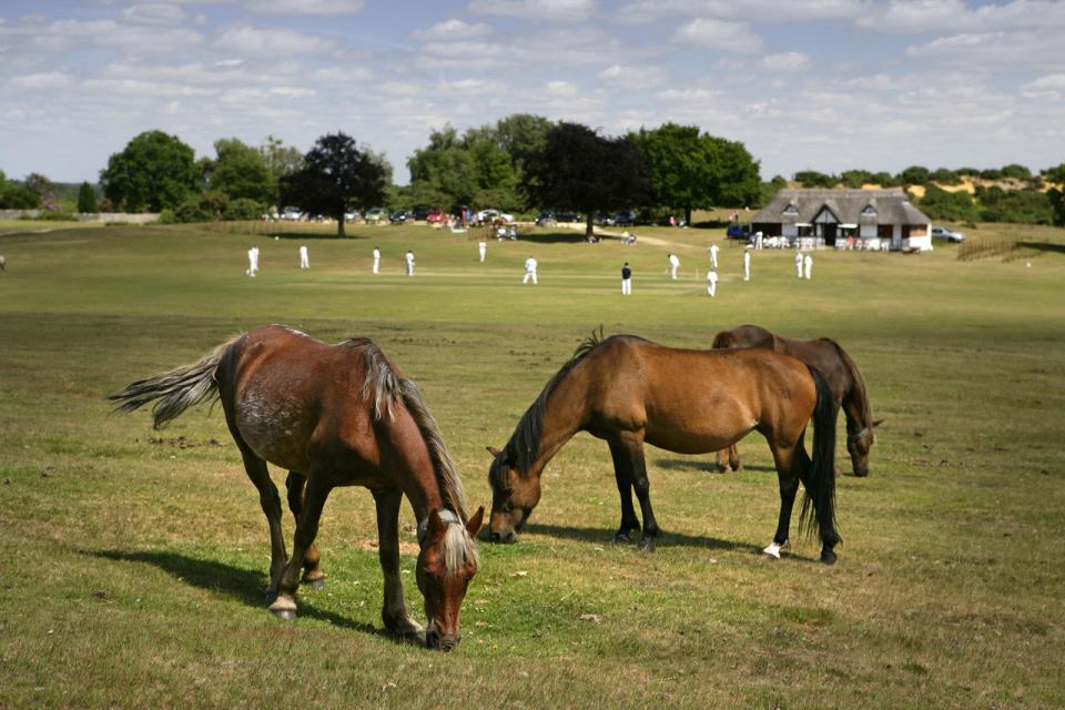 Take a discount break in the New Forest for a late summer holiday