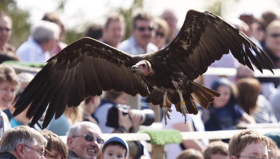 Longleat Safari Park has animals to entertain kids along with a pop-up beach