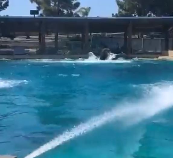 Video shows three orcas in a tank at SeaWorld