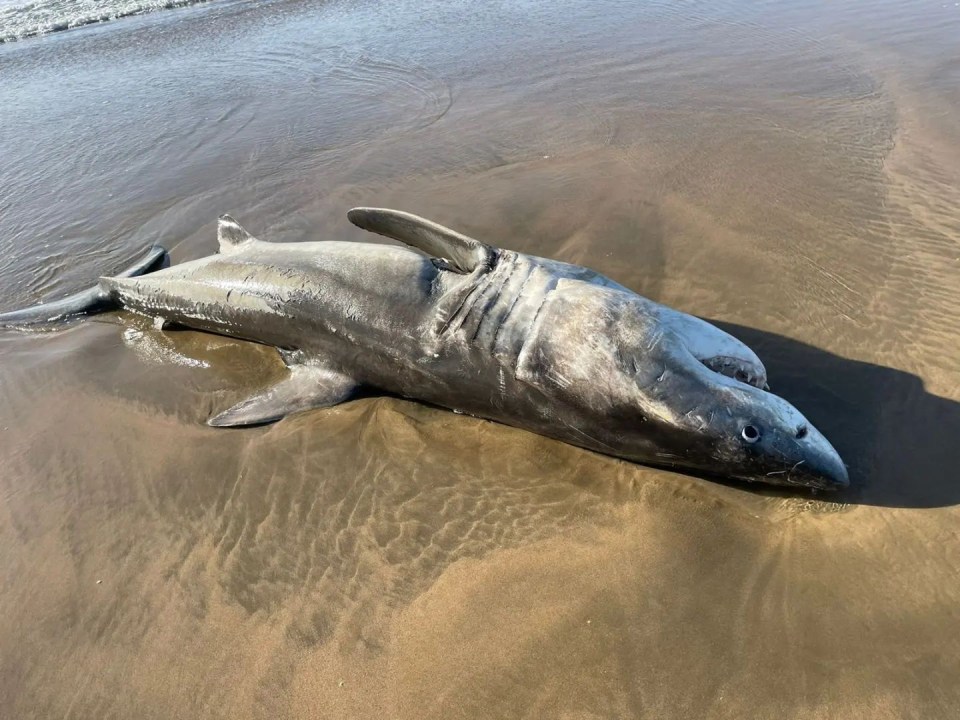 The great white shark was savaged by two killer orcas