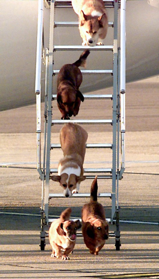 File photo dated 16/9/1998 of the Queen’s dogs leaving an aircraft of The Queen’s Flight at Heathrow Airport after flying from Aberdeen with Queen Elizabeth II