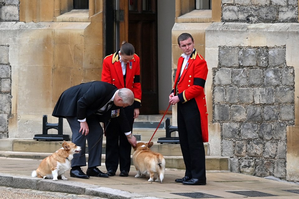 Andrew strokes the corgis - preparing for his new role