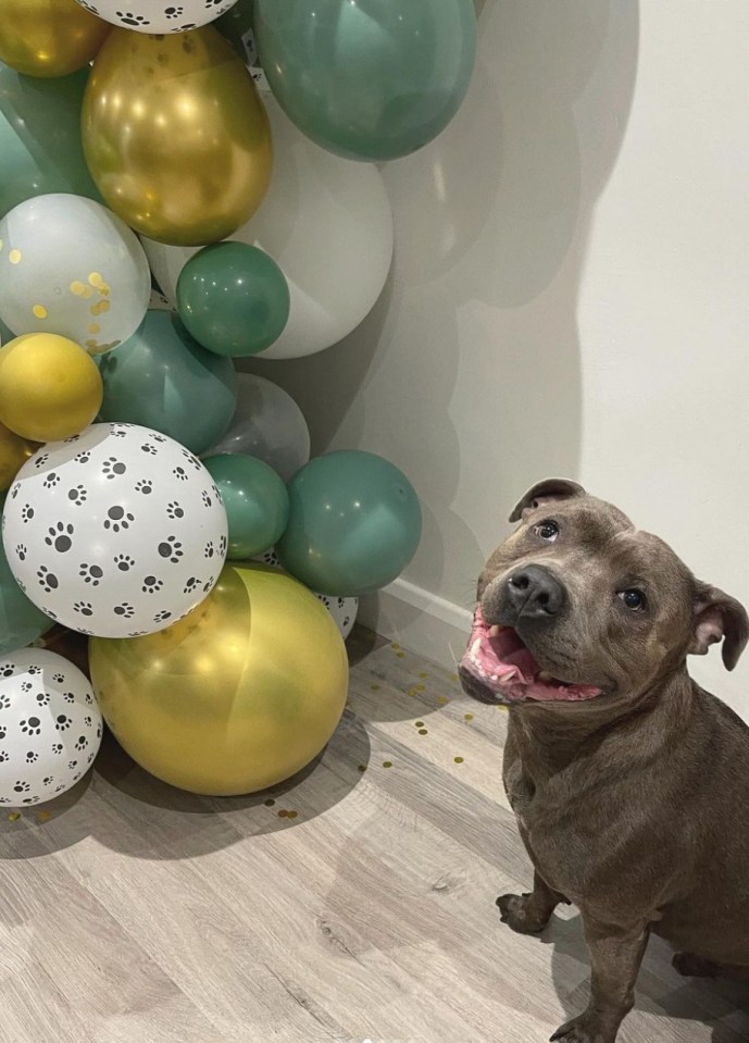 Georgia Bell's pet dog Vinnie has celebrated his second birthday