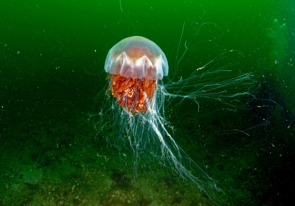 Experts say splashing a jellyfish sting with urine is as brainless as the creatures themselves