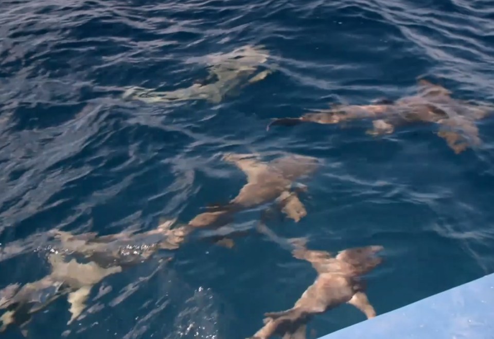 The couple were told to get in and swim with the creatures