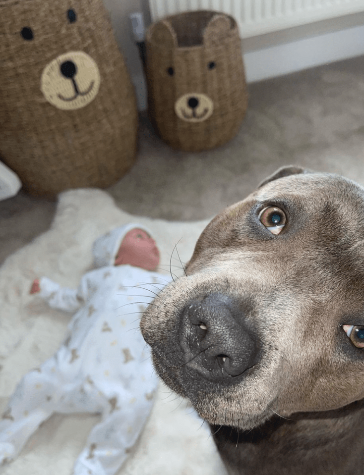 The Staffordshire Bull Terrier has been casting an eye of her newborn Hugh