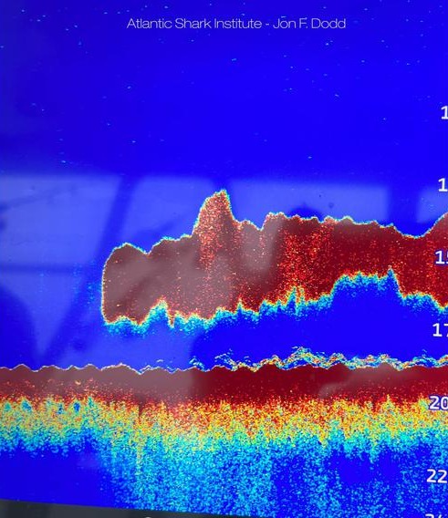 The shape of the extinct predator appeared on live sonar imaging