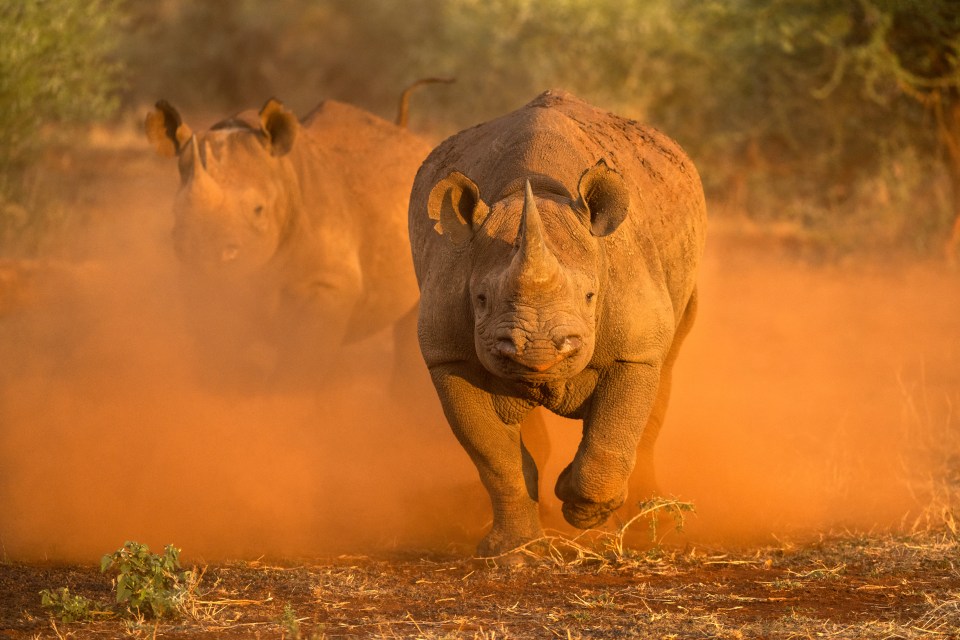 Three rhinos have also been roaming free amid terrified communities