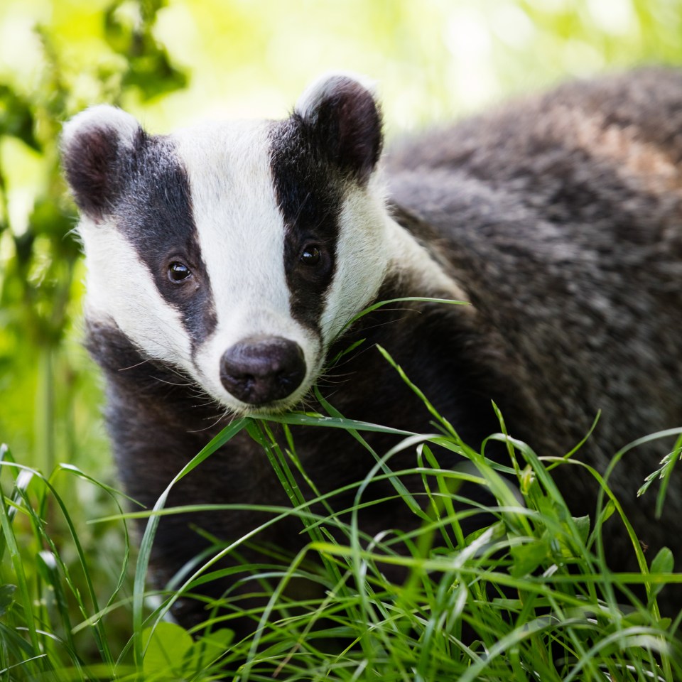 George Eustice kept the ludicrous badger cull going when all the evidence suggested it was not remotely stopping the spread of disease to cattle