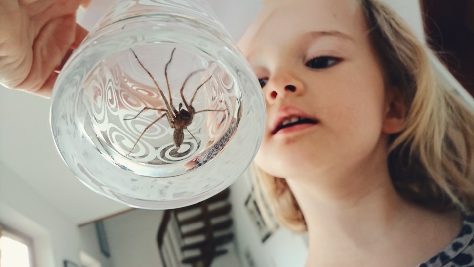 Four low-budget tricks to get rid of spiders in your home