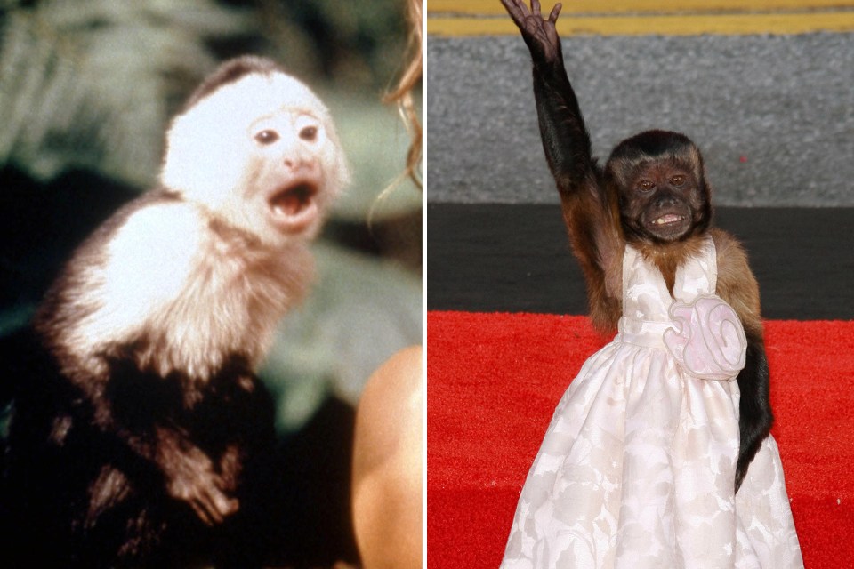 Crystal the monkey is still acting in Hollywood movies