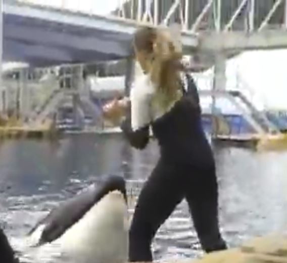 Dawn performed with the orca in front of visitors before her death