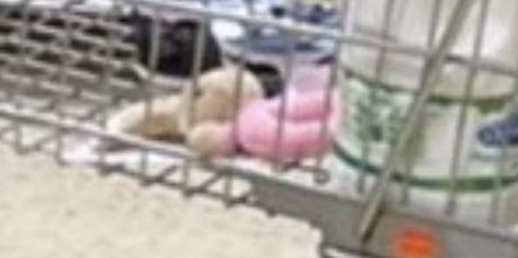 Fans spotted a pink rattle in the trolley