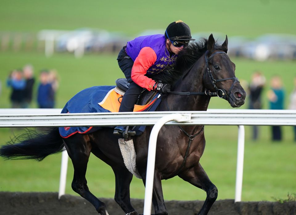 Educator has been warming up on the gallops for his big return to the track