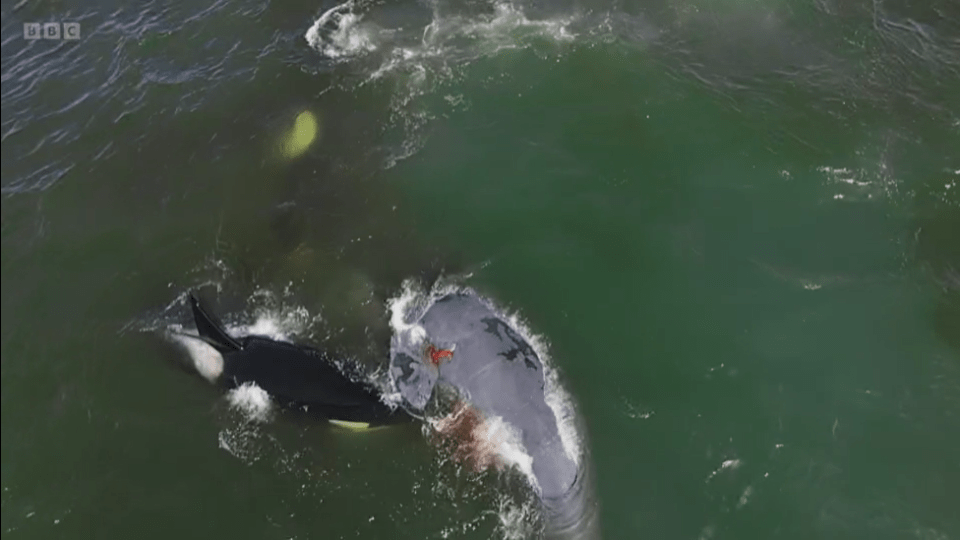 Last night viewers saw killer whales attach a group of bowhead whales