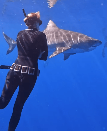 Kayleigh bravely stared down the tiger shark and it left her alone