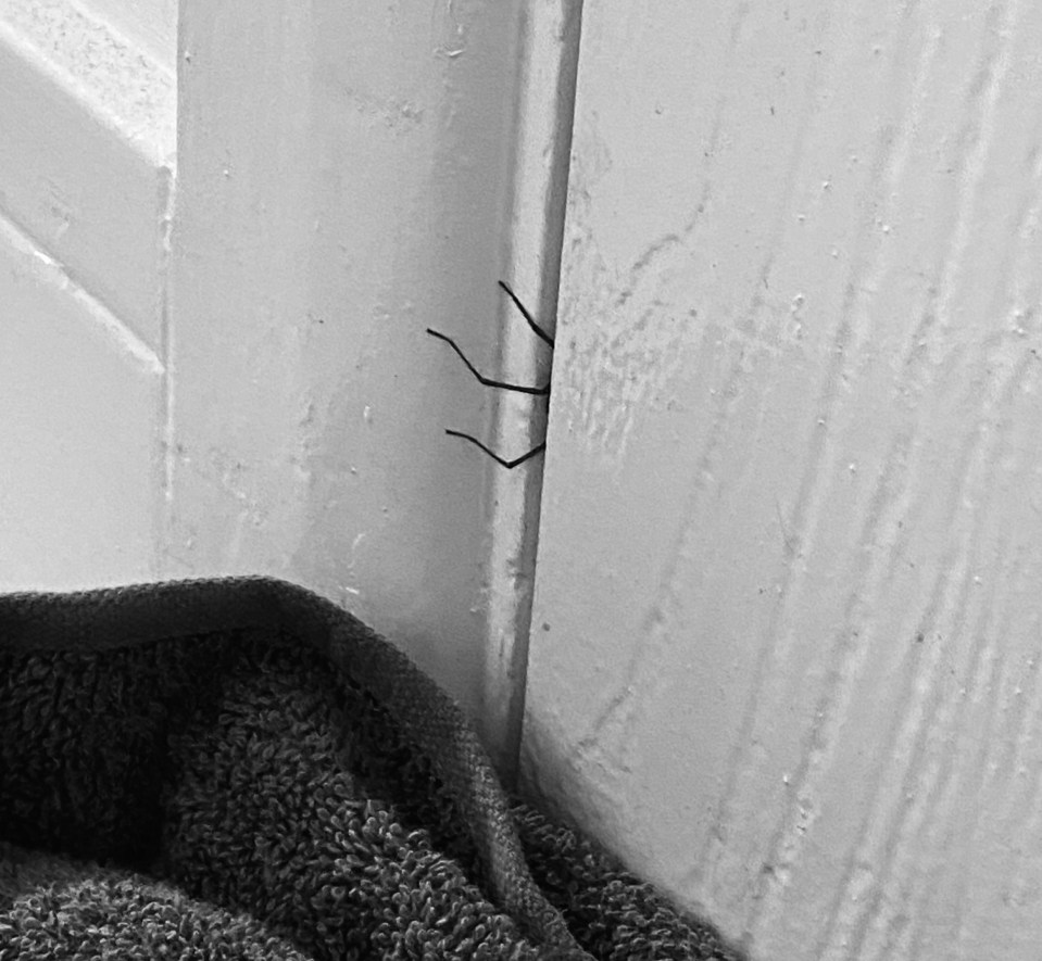 Giant spiders have been invading UK homes this month