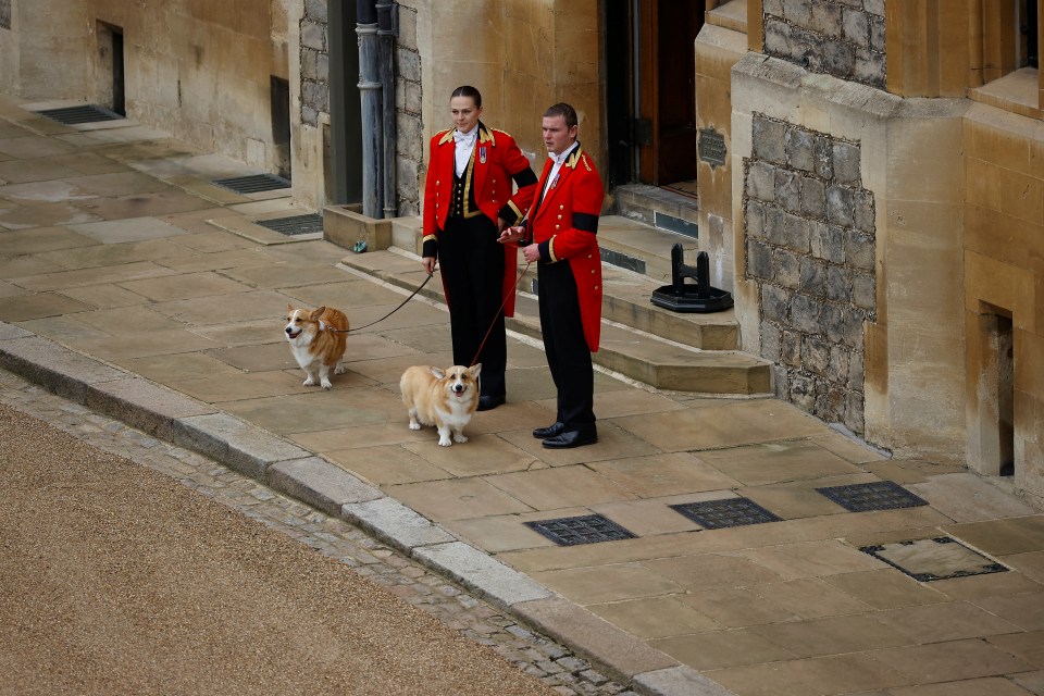 Her Majesty's beloved corgis also waited patiently