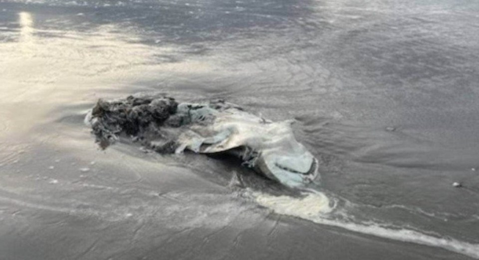 The mangled carcass was discovered by beachgoers in Mount Maunganui, New Zealand