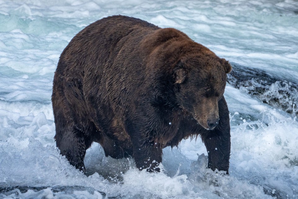 In the US election-rigging is now so prevalent, it’s even been used in a ballot set up to find Alaska’s best bear